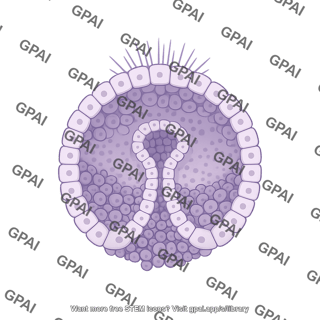 Sea urchin embryo gastrula