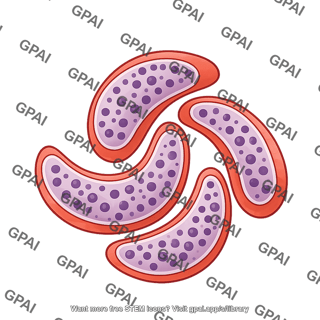 P falciparum 4 male gametocyte 1