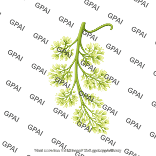 Grapes flowering
