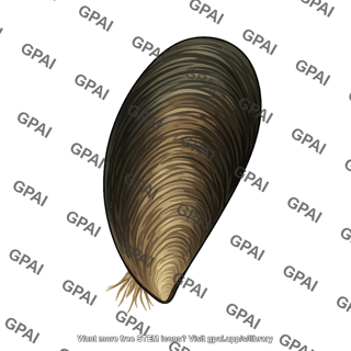 Marine mussel mytilus galloprovincialis
