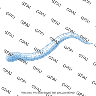 C elegans gonad arm