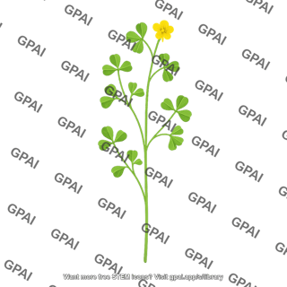 Barrelclover 01