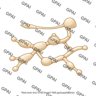 Magnaporthe fungus 1