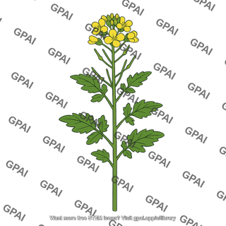 Mustard plant