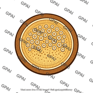 Plant stem cross section