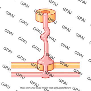 Type 1 secretion system gspg 01