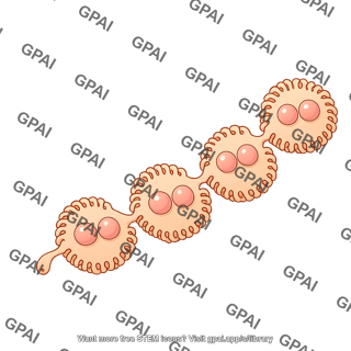 Drosophila nephrocyte pericardial