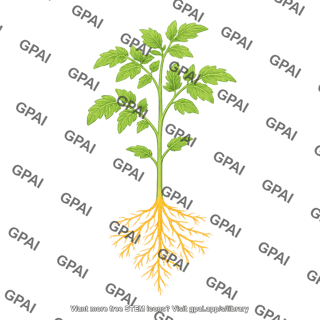 Tomato seedling with roots
