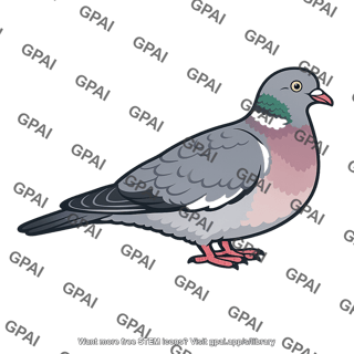 European wood pigeon