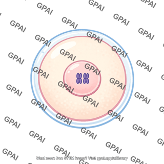 Zygote