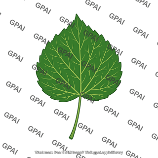 Deciduous forest tree leaf