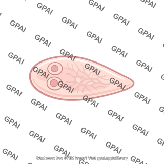 Microphallus