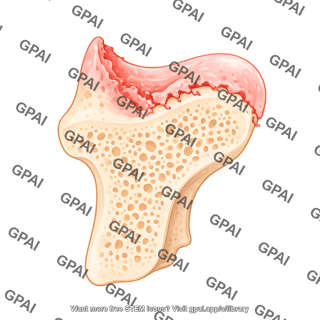 Mouse talus proximal sagittal arthritic