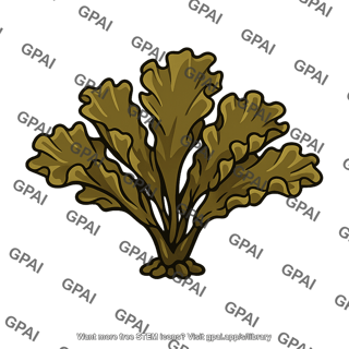 Hedophyllum
