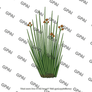 Juncus gerardi