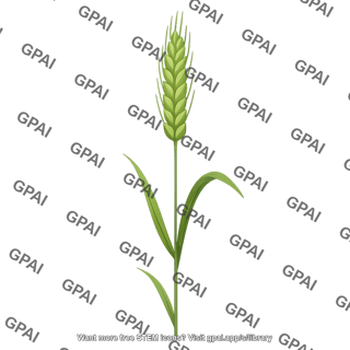 Wheat 1