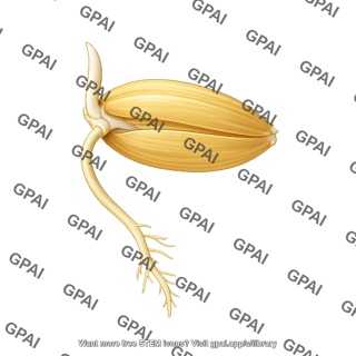 Barley germinating seed 1