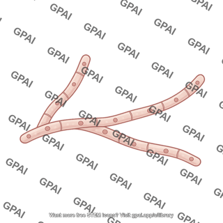 Hypha coenocytic