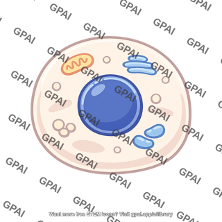 Metazoan cell