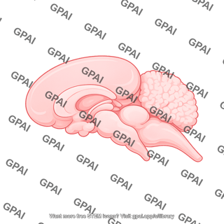 Mouse brain saggittal lateral cut