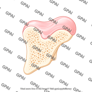 Mouse talus sagittal