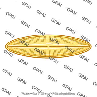 Diatom large
