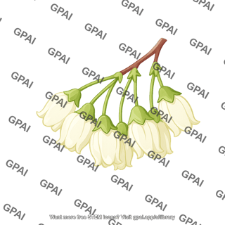 Blueberry flower