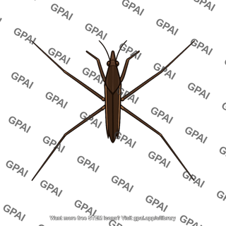 Water strider