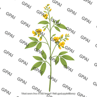 Pigeon pea