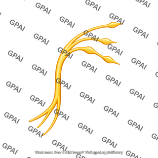 Mouse sciatic nerve