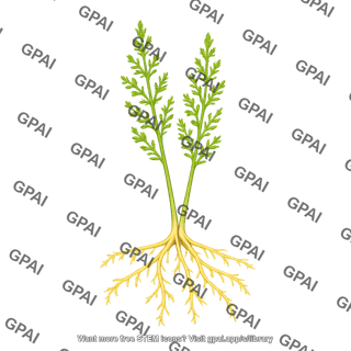 Asparagus young plant