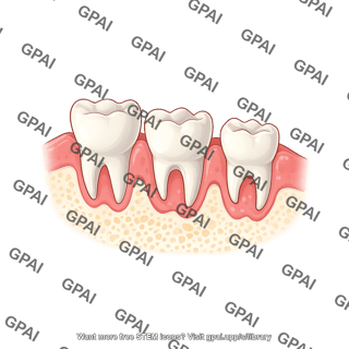Mouse teeth molars gums