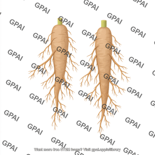 Roots storage