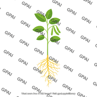 Soybean plant v2
