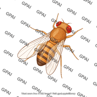 Drosophila dorsal male rotated abdomen