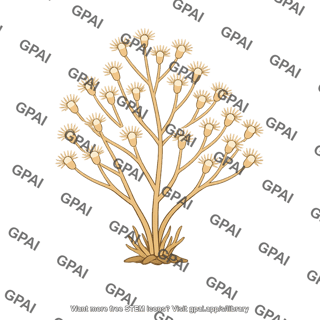 Hydroid