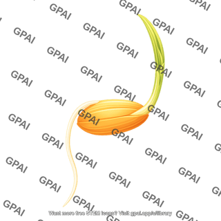 Rice germinating seed 1 01