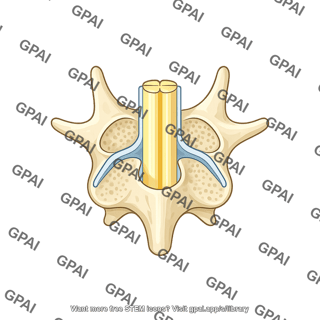 Rat vertebra showing spinal cord lumbar dorsal view