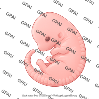 Mouse embryo e11.5