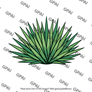 Yucca rosette