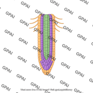 Root meristem editable