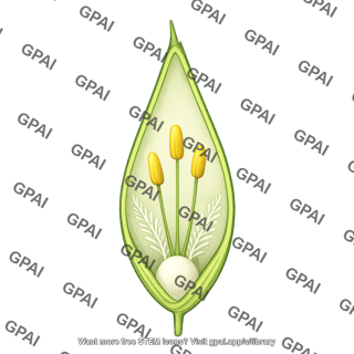 Wheat floret triticum aestivum
