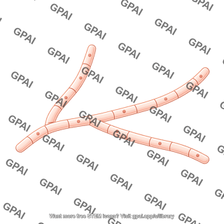 Hypha septate