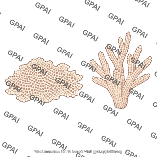 Bryozoan colony