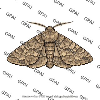 Moth