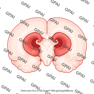 Mouse brain coronal cut 3