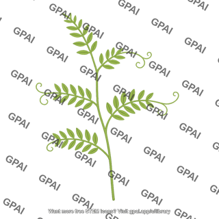 Vicia villosa vegetative stage