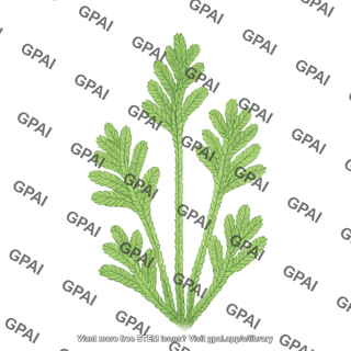 Selaginella moellendorffii