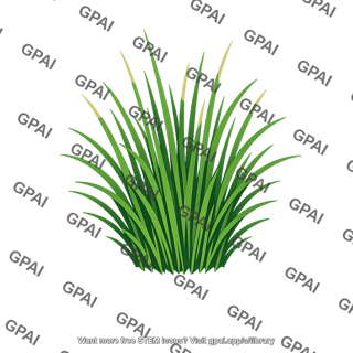 Temperate grass tuft