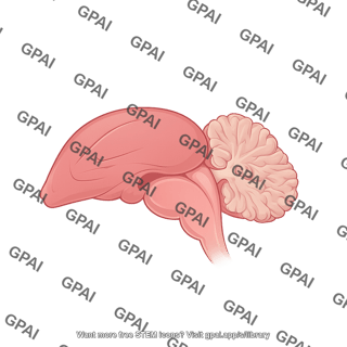 Avian brain sagittal cut
